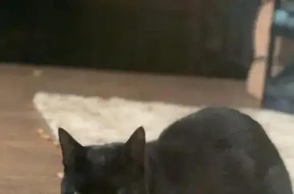 Найдена кошка в СНТ Пушкино, окрас чёрный с белым пятном на шее