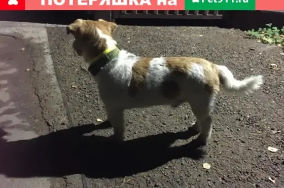 Собака найдена на Николиной горе в Москве
