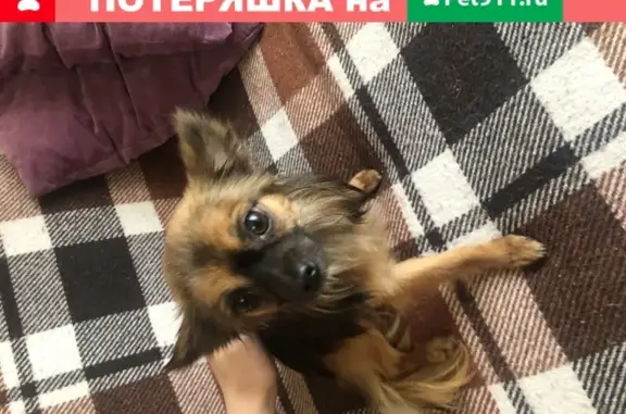 Найдена собака на Дубнинской 30к2, САО