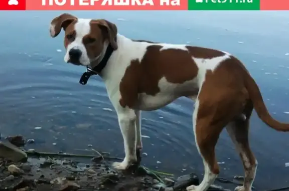 Пропала собака в СДТ Кооператор, Киров, Россия.