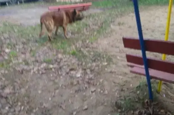 Найдена собака в Перми, район Студгородок