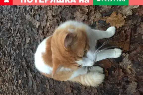 Пропала кошка в лесу, ищет хозяев в Куркино