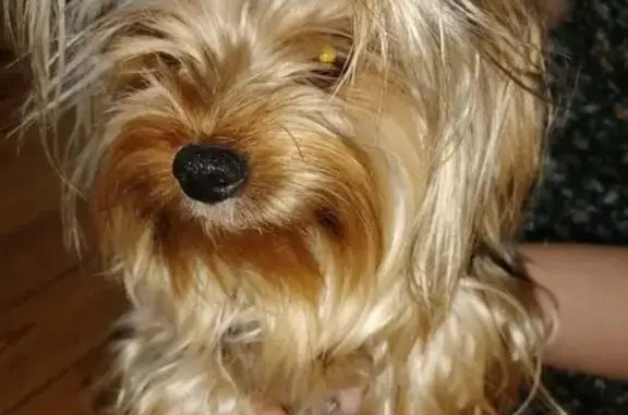 Найдена собака, Москва, фото: Собака Йоркширский терьер в Москве найдена