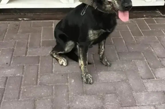 Найдена собака на улице Беринга в Н. Новгороде