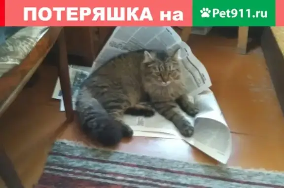 Пропала кошка Марсик в Глядово, Жуковский район