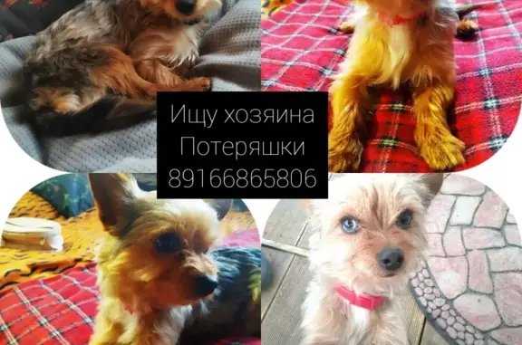 Собака Кобель найдена на Рогачевском шоссе.