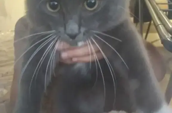 Кошки потеряшки, Пенза, фото: Потеряшка кошка на ул. Кордон 95, Пенза.