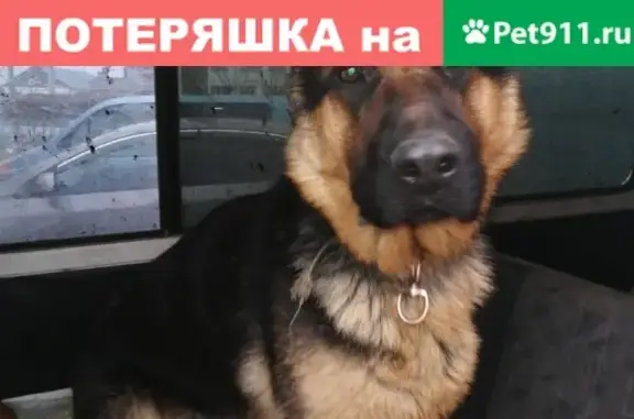 Найдена собака возле Барабинска, едет в Новосибирск.