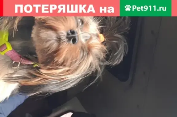 Собаки потеряшки, Москва, фото: Потеряшка собака на ул. Братиславской, Москва (34к2)