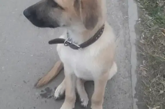 Найден щенок на пр. Победы, возраст 4 мес, ищем хозяев!