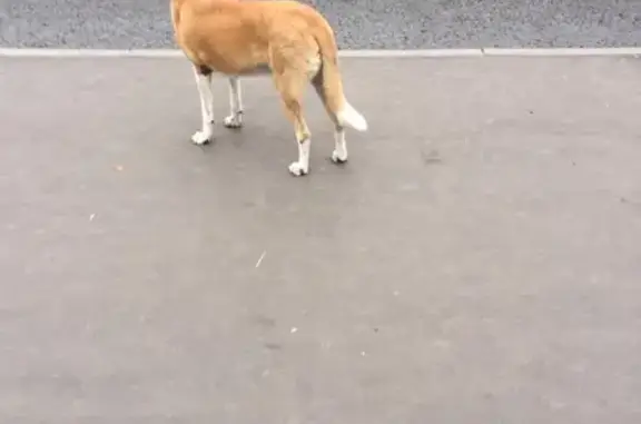 Найдена собака на улице Марьинский Парк в Москве