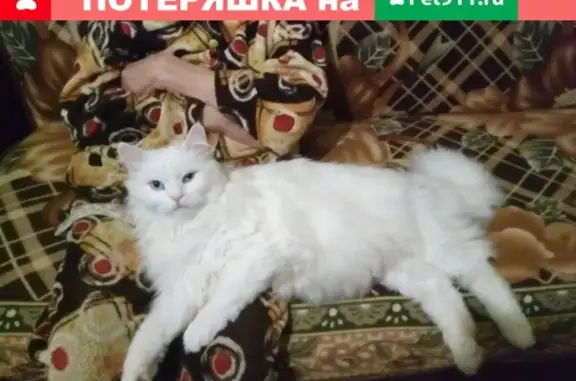 Пропал крупный белый кот Вася в пос. Родники