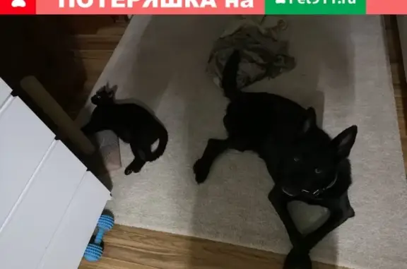 Собаки потеряшки, Москва, фото: Потеряшка собака Рио на пр. Вернадского 89к6