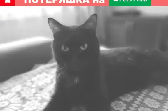 Пропал кот Чери в Березовке, Красноярский край