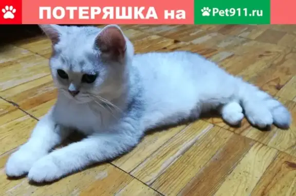 Пропала кошка на ул. Софьи Ковалевской, Москва