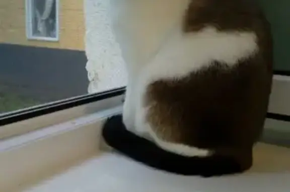 Кошки потеряшки, Саранск, фото: Потеряшка кошка на улице Комарова 13.10.19. Помогите найти!