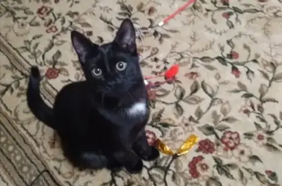 Кошки потеряшки, Саранск, фото: Потеряшка кошка на Большевистской улице