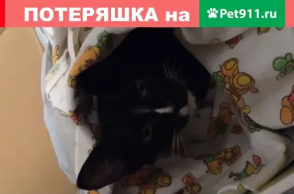 Найден голодный котенок на Гаккелевской улице в Санкт-Петербурге