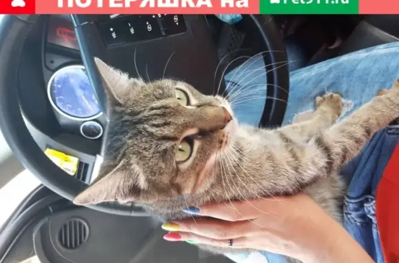 Кошки потеряшки, Куйбышев, фото: Потеряшка кот Барсик на ул. Интернатская, Куйбышев, Россия