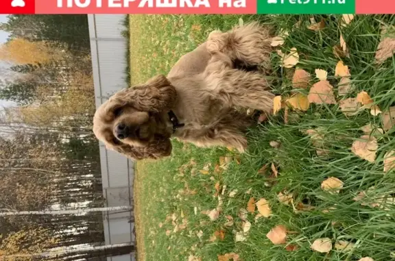 Собаки потеряшки, Елабуга, фото: Потеряшка собака Марко в Елабуге