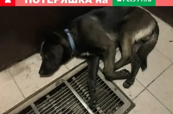 Найденные животные Москва, фото: Найден чёрный пёс на Производственной улице, Москва