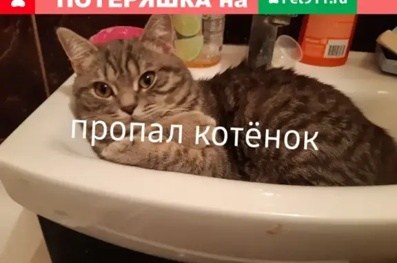 Кошки потеряшки, Астрахань, фото: Потеряшка британский котенок в Астрахани