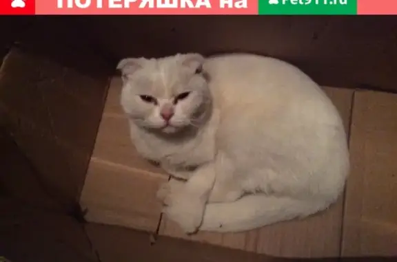 Найдена белая кошка на Эгерском бульваре, Чебоксары