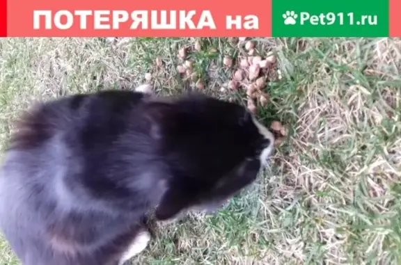 Найден котик на ул. Белобородова, Новый Красногорский р-н.