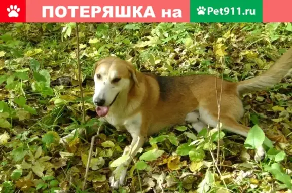 Пропала собака в Мордовии