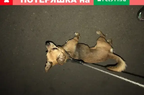 Найдена собака в Фрязино, Московская область