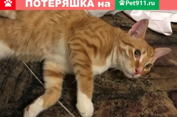 Найдена кошка на Малой Бухарестской, СПб