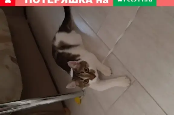 Найдена домашняя кошка на ул. Демократической (дома 25-29)