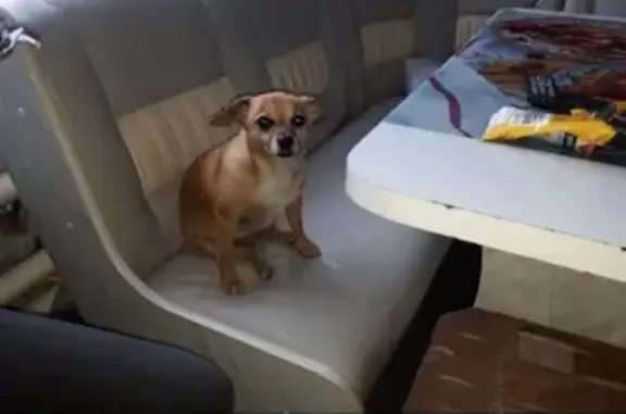 Собаки потеряшки, Липецк, фото: Потеряшка собака в Липецке, помогите найти