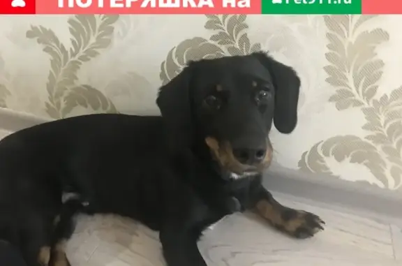 Найдена собака на улице Ойунского в Якутске
