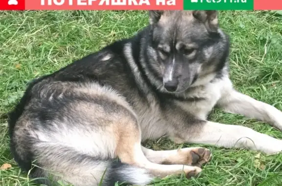 Собака на Зеленоградской, дом 19к1, с 19 октября.