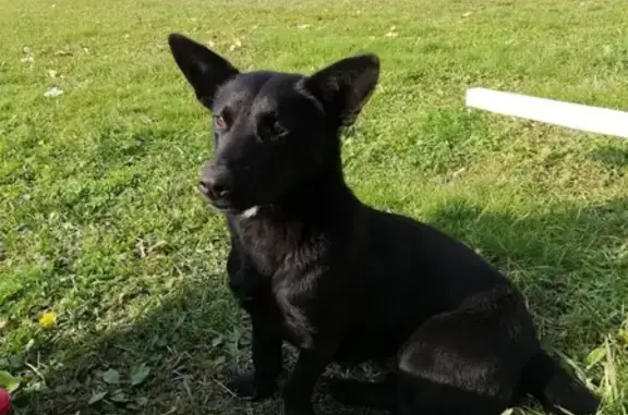 Найдена собака в деревне Криуша, Калужская область