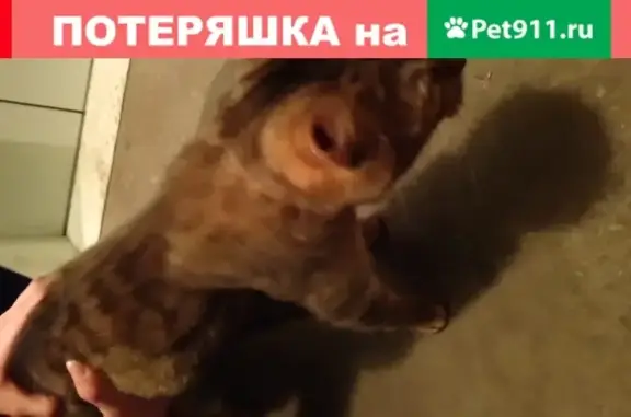 Потерян ручной коричнево-серый кот в Санкт-Петербурге