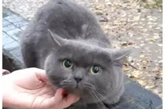 Найдена кошка на улице Руднева, 9