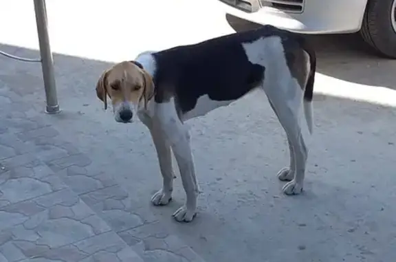 Найдена собака в поселке Сенной, Краснодарский край
