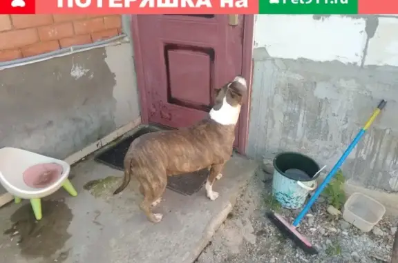 Найдена собака в Ставрополе