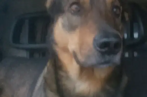 Собаки потеряшки, Нижний Новгород, фото: Потеряшка собака 