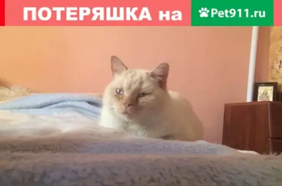 Потерянные животные Владимиро-Александровское, фото: Пропал белый кот с рыжими ушками в с. Вл-Александровское, Приморский край