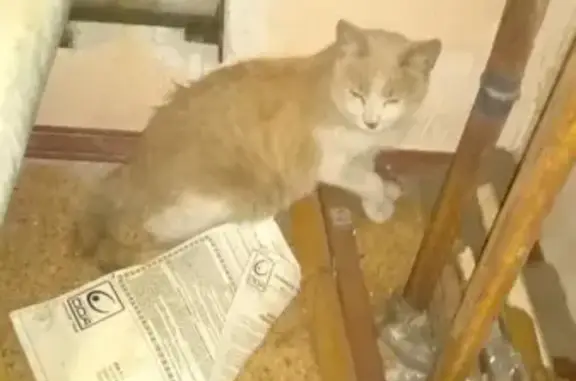 Найдена кошка на Советской, 35