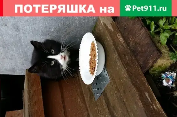 Потерян кот в Красницах, Гатчинский район, Ленобласть