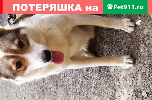 Пропала собака Лайка на ул. Коминтерна, 81, Новосибирск