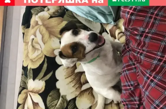 Пропала собака в Красноярске: Джек Рассел с розовым ошейником