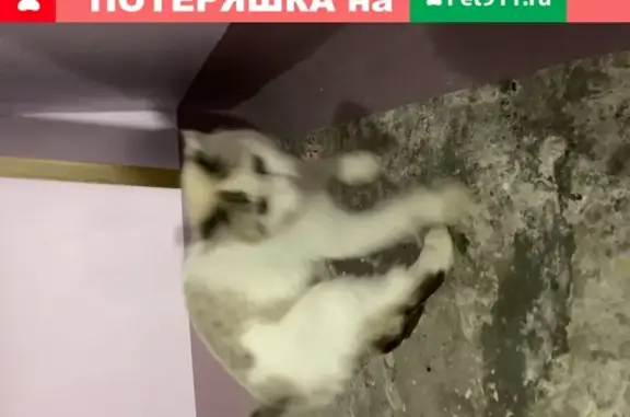 Найдена кошка на ул. Республики 90, Сургут
