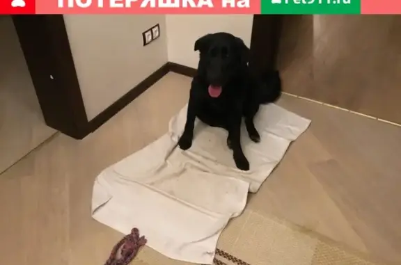 Найдена собака Метис Лабрадора на Вырицком шоссе в Гатчине