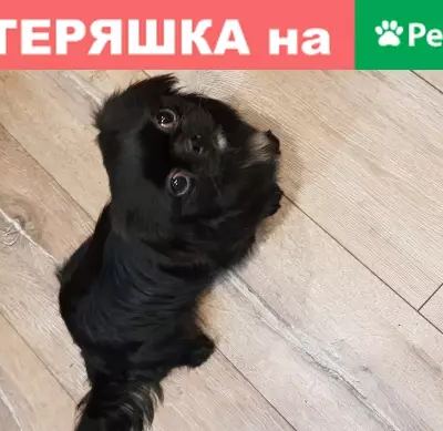 Собака с белым пятном на груди найдена в Пушкино, ул. Крестовская, 5А.