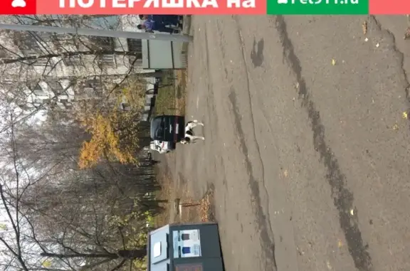 Собака найдена на ул. Корнейчука, Москва